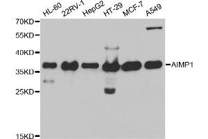 Western Blotting (WB) image for anti-Aminoacyl tRNA Synthetase Complex-Interacting Multifunctional Protein 1 (AIMP1) antibody (ABIN1876489) (AIMP1 anticorps)