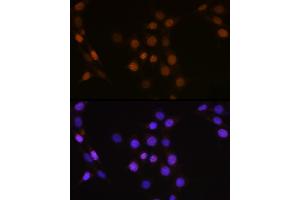 Immunofluorescence analysis of NIH-3T3 cells using CDC25A Rabbit pAb (ABIN3021625, ABIN3021626, ABIN3021627 and ABIN6215426) at dilution of 1:100 (40x lens).