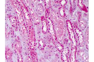 Anti-PBX3 antibody IHC of human kidney. (PBX3 anticorps  (AA 342-435))