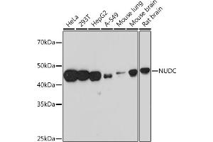 Western blot analysis of extracts of various cell lines, using NUDC Rabbit mAb (ABIN7269066) at 1:1000 dilution. (NUDC anticorps)