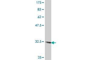 Western Blot detection against Immunogen (34.