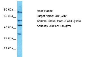 Host: Rabbit Target Name: OR10AD1 Sample Type: HepG2 Whole Cell lysates Antibody Dilution: 1. (OR10AD1 anticorps  (C-Term))