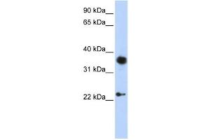 Western Blotting (WB) image for anti-Engrailed Homeobox 1 (EN1) antibody (ABIN2460136) (EN1 anticorps)