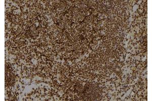 ABIN6276891 at 1/100 staining Rat spleen tissue by IHC-P. (Kallikrein 1 anticorps  (Internal Region))
