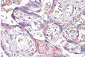 Anti-VPS41 antibody IHC staining of human placenta. (VPS41 anticorps  (AA 499-512))