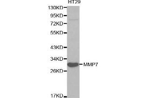 Western blot analysis of HT29 cell lysate using MMP7 antibody. (MMP7 anticorps  (AA 18-267))
