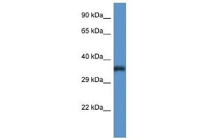 Western Blot showing PIGC antibody used at a concentration of 1 ug/ml against Fetal Lung Lysate (PIGC anticorps  (C-Term))