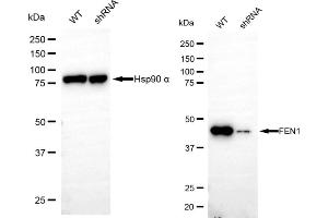 Western blotting analysis using FEN1 antibody (ABIN7798627). (Recombinant FEN1 anticorps)