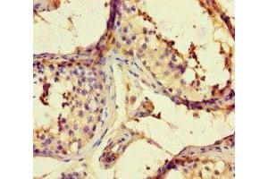 Immunohistochemistry of paraffin-embedded human testis tissue using ABIN7167960 at dilution of 1:100 (ARHGAP42 anticorps  (AA 541-728))