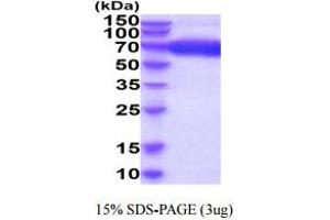 SDS-PAGE (SDS) image for Inducible T-Cell Co-Stimulator Ligand (ICOSLG) (AA 19-256) protein (hIgG-His-tag) (ABIN5854908)