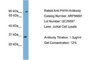 WB Suggested Anti-PHYH  Antibody Titration: 0. (PHYH anticorps  (N-Term))