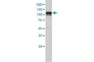 HDAC7A monoclonal antibody (M01), clone 2B11-1C1 Western Blot analysis of HDAC7A expression in K-562 .