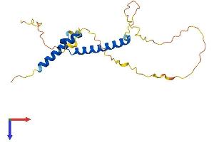 AlphaFold protein structure predicition of Human Recombinant MSGN1 Protein, UniprotID A6NI15