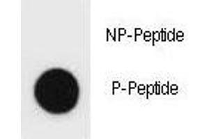 Dot blot analysis of phospho-c-Kit antibody.