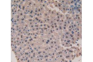 Used in DAB staining on fromalin fixed paraffin- embedded liver tissue (Galectin 6 anticorps  (AA 1-301))