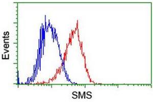 Image no. 8 for anti-Spermine Synthase, SMS (SMS) antibody (ABIN1501093)