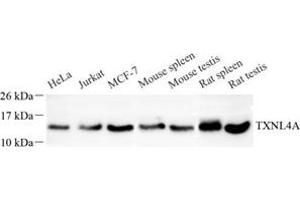 Western blot analysis of TXNL4A (ABIN7075888) at dilution of 1: 200 (TXNL4A anticorps)