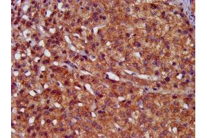 IHC image of ABIN7155077 diluted at 1:400 and staining in paraffin-embedded human adrenal gland tissue performed on a Leica BondTM system. (HPS6 anticorps  (AA 221-319))