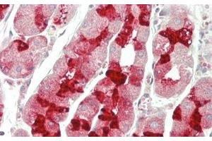 Detection of MUC6 in Human Stomach Tissue using Polyclonal Antibody to Mucin 6 (MUC6) (MUC6 anticorps  (AA 2338-2439))