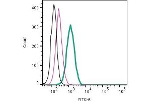 Cell surface detection of CD63 by direct flow cytometry in live intact mouse  microglia cell line: + Rabbit IgG Isotype Control-FITC (ABIN7582044).