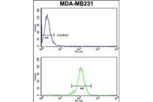 RBBP7 Antibody (N-term) (ABIN652773 and ABIN2842509) flow cytometry analysis of MDA-M cells (bottom histogram) compared to a negative control cell (top histogram).
