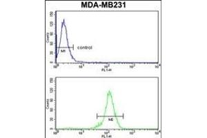 RBBP7 Antibody (N-term) (ABIN652773 and ABIN2842509) flow cytometry analysis of MDA-M cells (bottom histogram) compared to a negative control cell (top histogram). (RBBP7 anticorps  (N-Term))