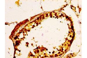 IHC image of ABIN7174678 diluted at 1:100 and staining in paraffin-embedded human testis tissue performed on a Leica BondTM system.