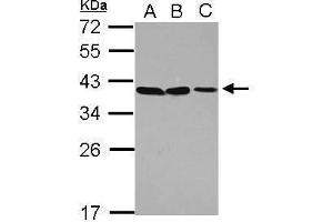 WB Image Sample (30 ug of whole cell lysate) A: A549 B: H1299 C: HCT116 12% SDS PAGE antibody diluted at 1:1000 (POU6F1 anticorps)