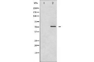 Western blot analysis of HDAC2 phosphorylation expression in NIH-3T3 whole cell lysates,The lane on the left is treated with the antigen-specific peptide. (HDAC2 anticorps  (pSer394))