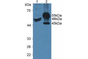 Western blot analysis of (1) Human HeLa cells and (2) Porcine Intestine Tissue.