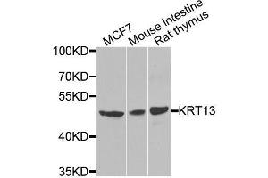 Western blot analysis of extracts of various cell lines, using KRT13 antibody. (Cytokeratin 13 anticorps  (AA 269-458))