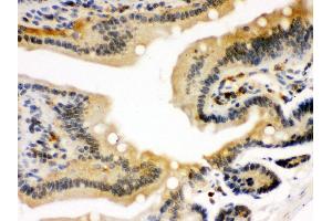 Anti- STAT1 Picoband antibody, IHC(P) IHC(P): Mouse Intestine Tissue