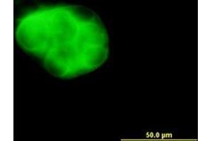 Image no. 3 for anti-dephospho-CoA Kinase Domain Containing (DCAKD) (AA 113-201) antibody (ABIN466243) (DCAKD anticorps  (AA 113-201))
