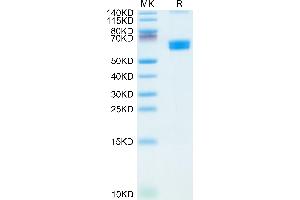 Mouse CLEC9A on Tris-Bis PAGE under reduced condition.