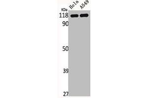 Western Blot analysis of HELA A549 cells using IARS2 Polyclonal Antibody (IARS2 anticorps  (N-Term))