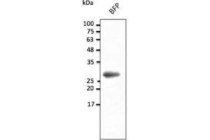 Western Blotting (WB) image for anti-BFP Fluorescent Protein antibody (ABIN7273077) (BFP Fluorescent Protein anticorps)