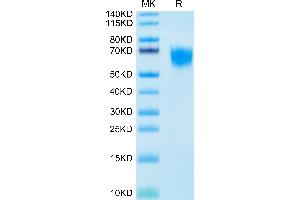 Biotinylated Human FGFR4 on Tris-Bis PAGE under reduced condition.