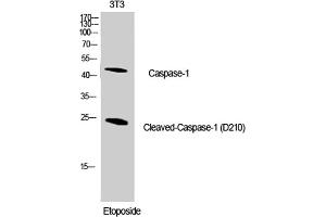 Western Blot analysis of NIH-3T3 cells using Cleaved-Caspase-1 (D210) Polyclonal Antibody diluted at 1:1000. (Caspase 1 anticorps  (Cleaved-Asp210))