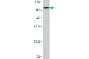 Western Blot detection against Immunogen (86. (SMAD4 anticorps  (AA 1-552))
