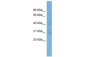 WB Suggested Anti-C1orf111 Antibody Titration:  0. (C1ORF111 anticorps  (N-Term))