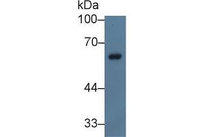 Western blot analysis of Pig Spleen lysate, using Human NCF2 Antibody (5 µg/ml) and HRP-conjugated Goat Anti-Rabbit antibody ( (NCF2 anticorps  (AA 355-526))