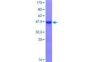Image no. 1 for RAB, Member RAS Oncogene Family-Like 5 (RABL5) (AA 1-185) protein (GST tag) (ABIN1317252)