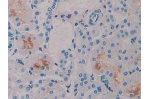 Detection of IFNa4 in Rat Kidney Tissue using Polyclonal Antibody to Interferon Alpha 4 (IFNa4) (IFNA4 anticorps  (AA 33-189))