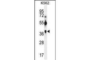 Western blot analysis in K562 cell line lysates (35ug/lane). (MAGEA12 anticorps  (N-Term))