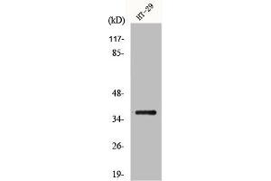 Western Blot analysis of HT29 cells using GIMAP2 Polyclonal Antibody (GIMAP2 anticorps  (Internal Region))