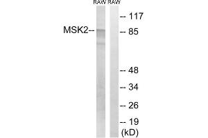 Western blot analysis of extracts from RAW264. (MSK2 anticorps  (Thr568))