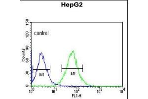 ACER3 Antibody (C-term) (ABIN652900 and ABIN2842581) flow cytometric analysis of HepG2 cells (right histogram) compared to a negative control cell (left histogram). (ACER3 anticorps  (C-Term))