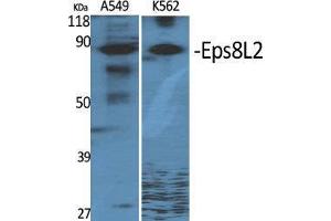 Western Blot (WB) analysis of specific cells using Eps8L2 Polyclonal Antibody. (EPS8-Like 2 anticorps  (N-Term))