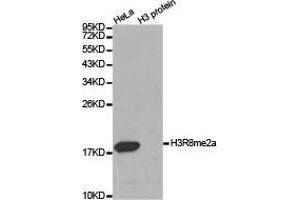 Western blot analysis of extracts of HeLa cell line and H3 protein expressed in E. (Histone 3 anticorps  (H3R8me2a))