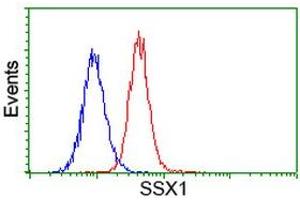 Image no. 2 for anti-Synovial Sarcoma, X Breakpoint 1 (SSX1) antibody (ABIN1501160) (SSX1 anticorps)